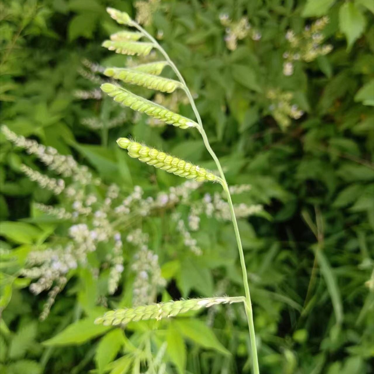 植物有语言或者沟通吗,植物之间是怎么沟通的