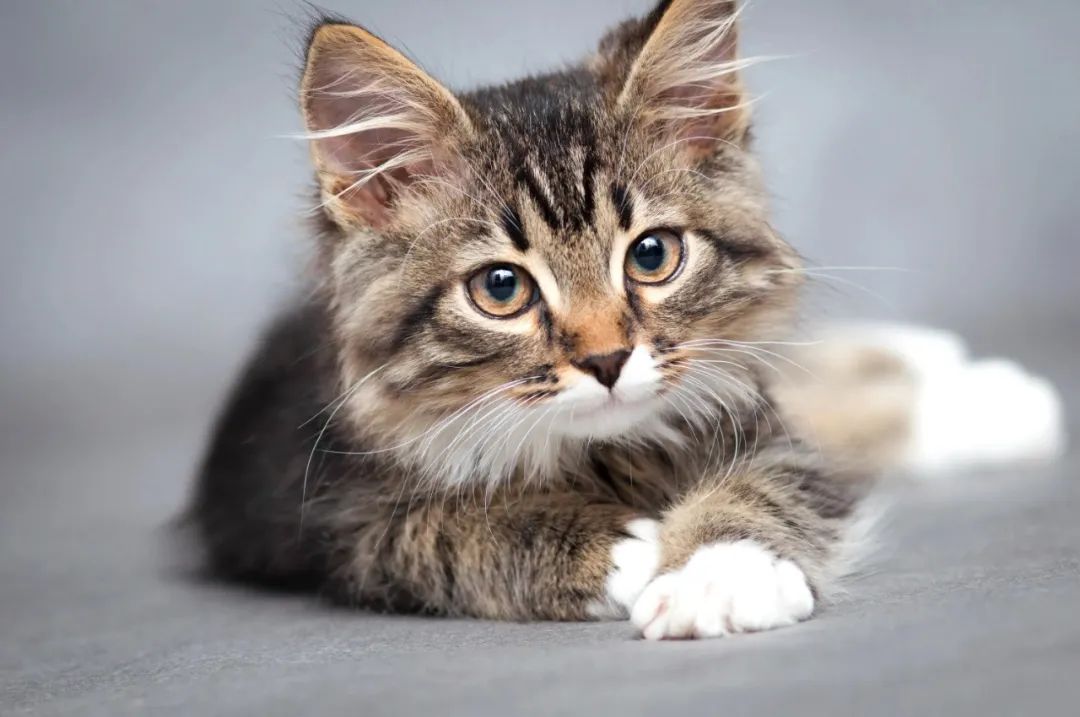 家猫被野猫揍了不理主人,家猫被流浪猫打自闭了