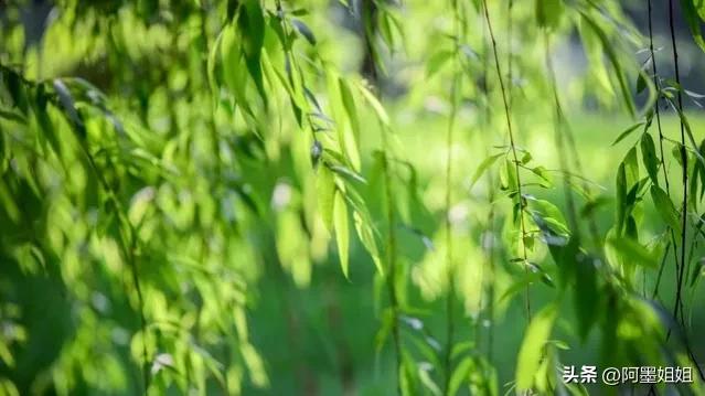 咏柳贺知章翻译及赏析视频,咏柳唐贺知章古诗意思全解