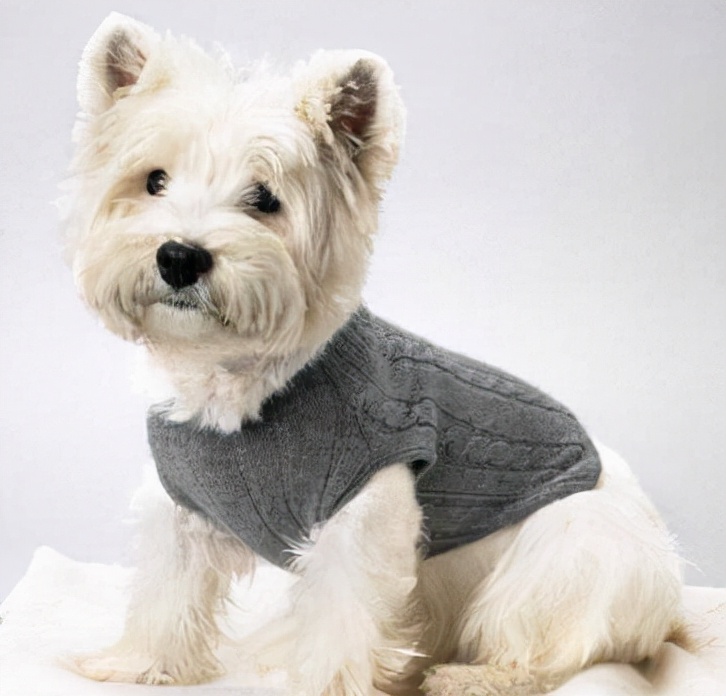 如何给狗狗清理嘴,怎么清理狗狗的爪子