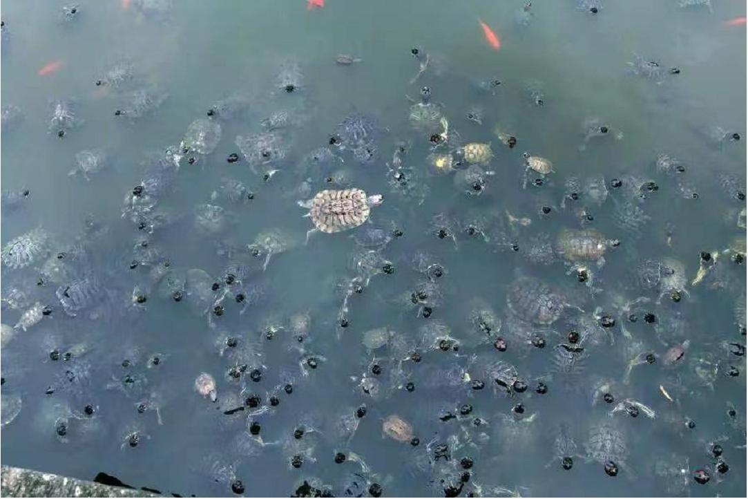 巴西龟都是入侵物种吗,巴西龟泛滥成灾警惕外来生物入侵