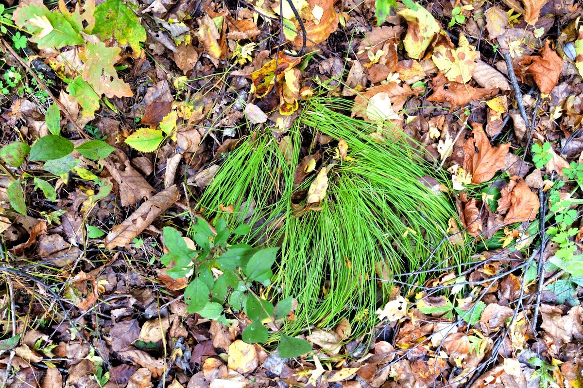 东北三宝人参鹿茸,人参貂皮鹿茸属于东北三宝吗