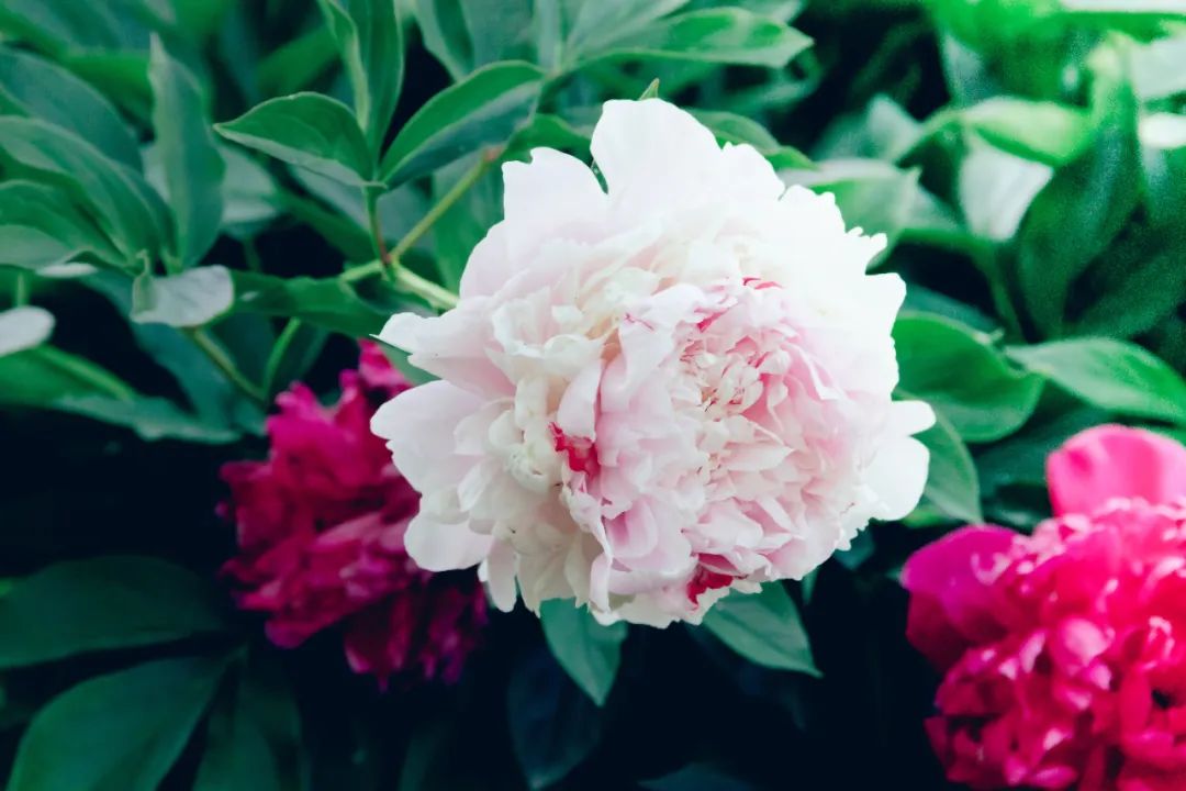 十首最美花间诗词,那些浪漫绝美的咏花诗词