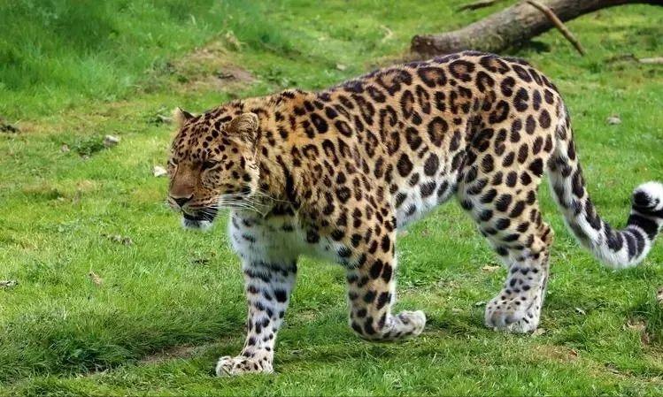 清朝头盔上的盔缨,清朝士兵大部分都用的什么枪