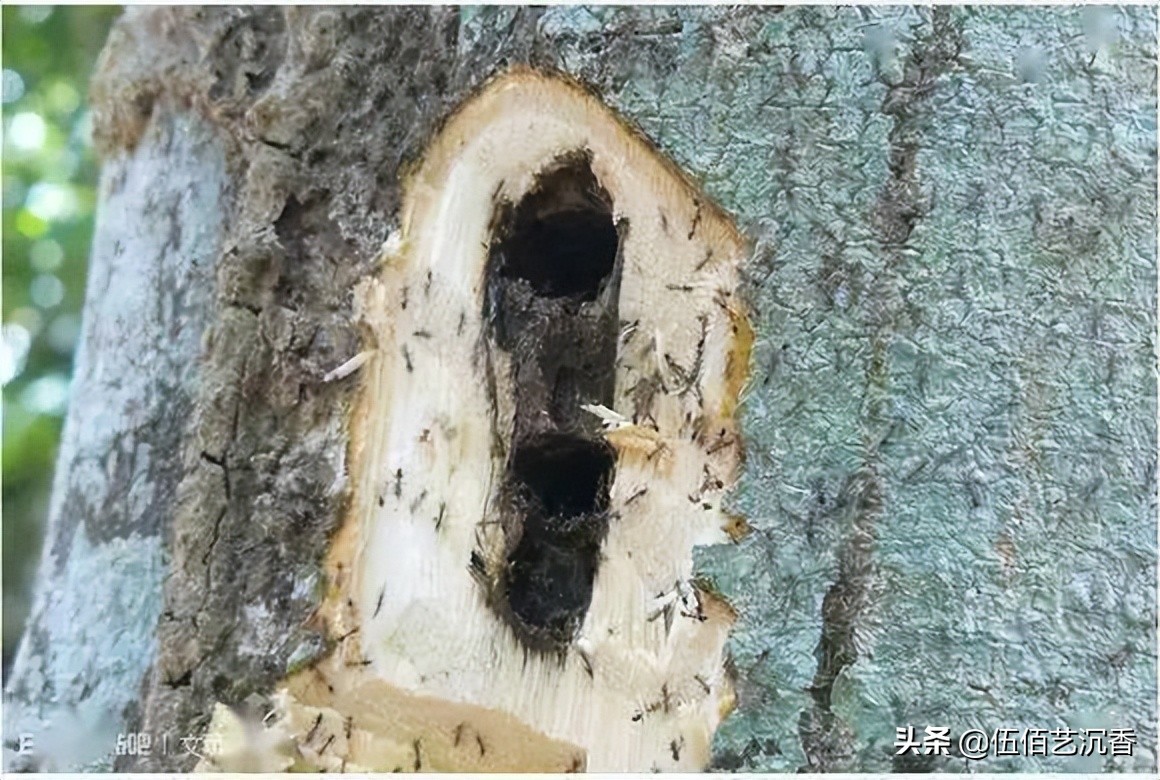 沉香造假最新视频,沉香造假的手法