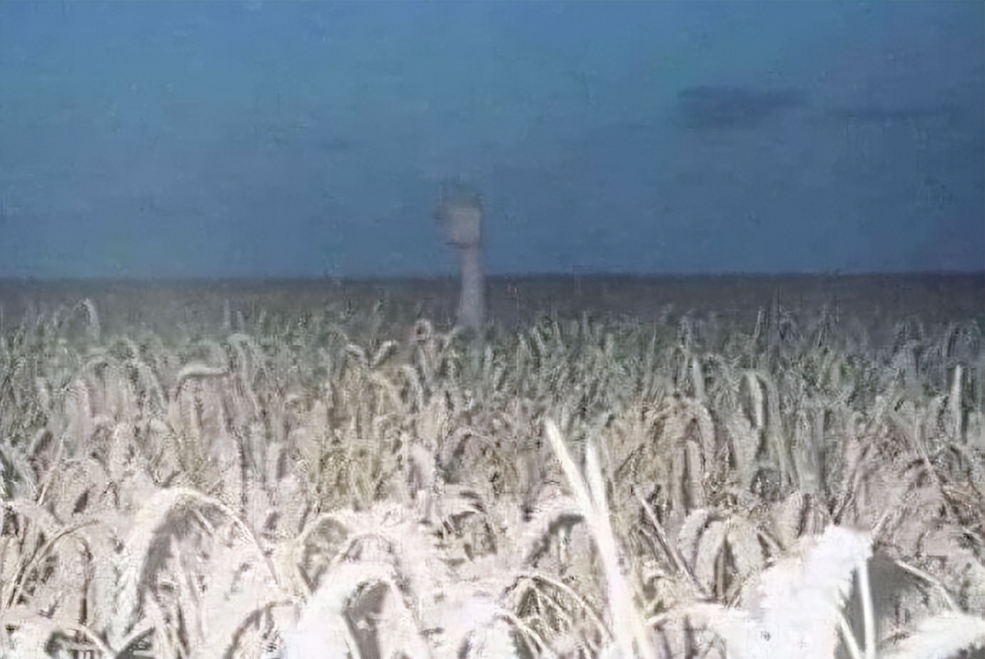 有没有人觉得猫头鹰长得很可怕,猫头鹰真正的照片