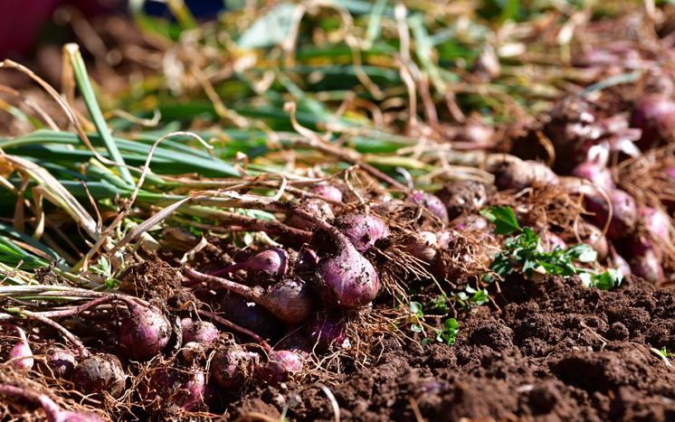 盆栽大蒜种植诀窍,大蒜盆栽的种植方法与步骤