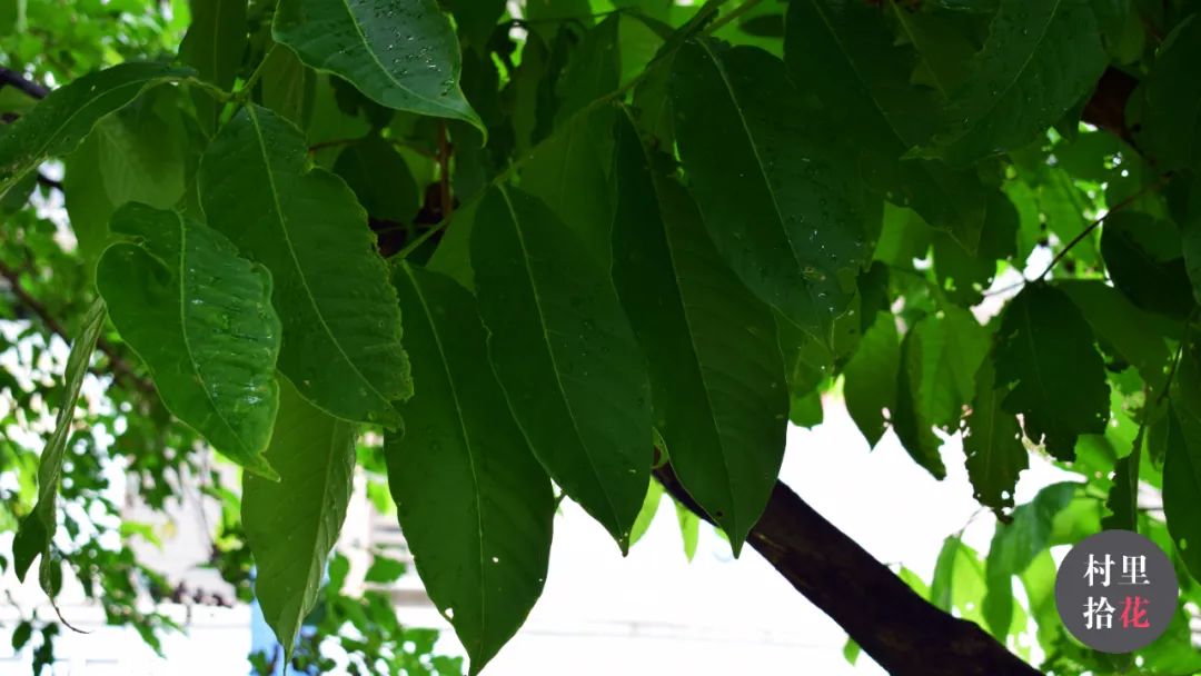 「大花紫薇」注意，紫色系大花再度出没