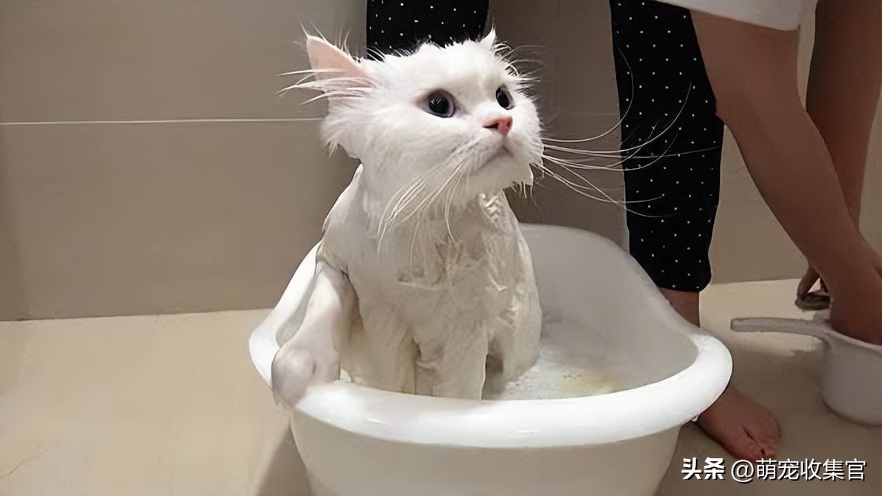 猫洗澡毛没吹干怎么办,猫害怕洗澡的形状