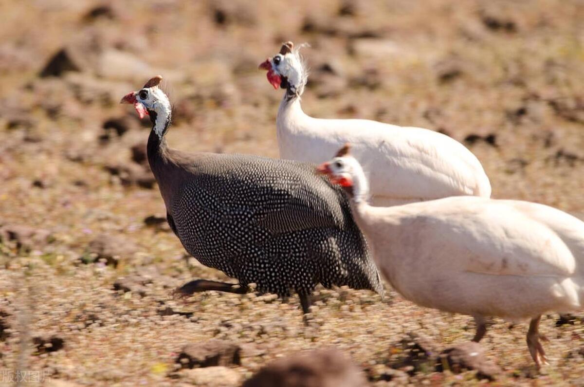 珍珠鸡育雏需要什么条件,育雏珍珠鸡怎么分公母