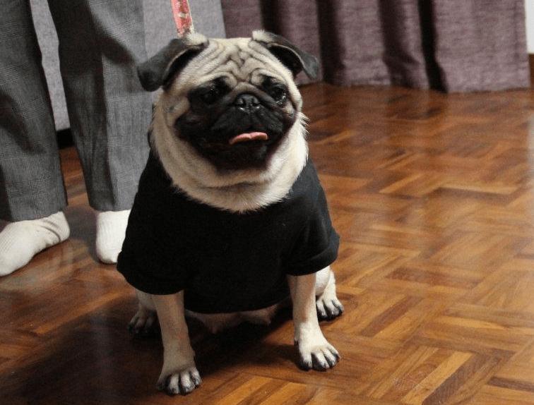 巴哥和法斗犬哪个好养,法斗和巴哥犬哪个好养