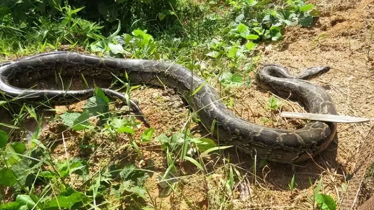海南报恩巨蟒现况,巨蟒为报恩守护十几年