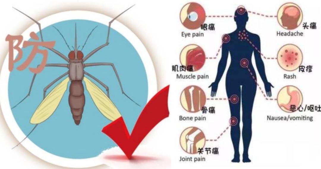 每年杀死人类最多的五种动物,每年杀人最多的六种动物