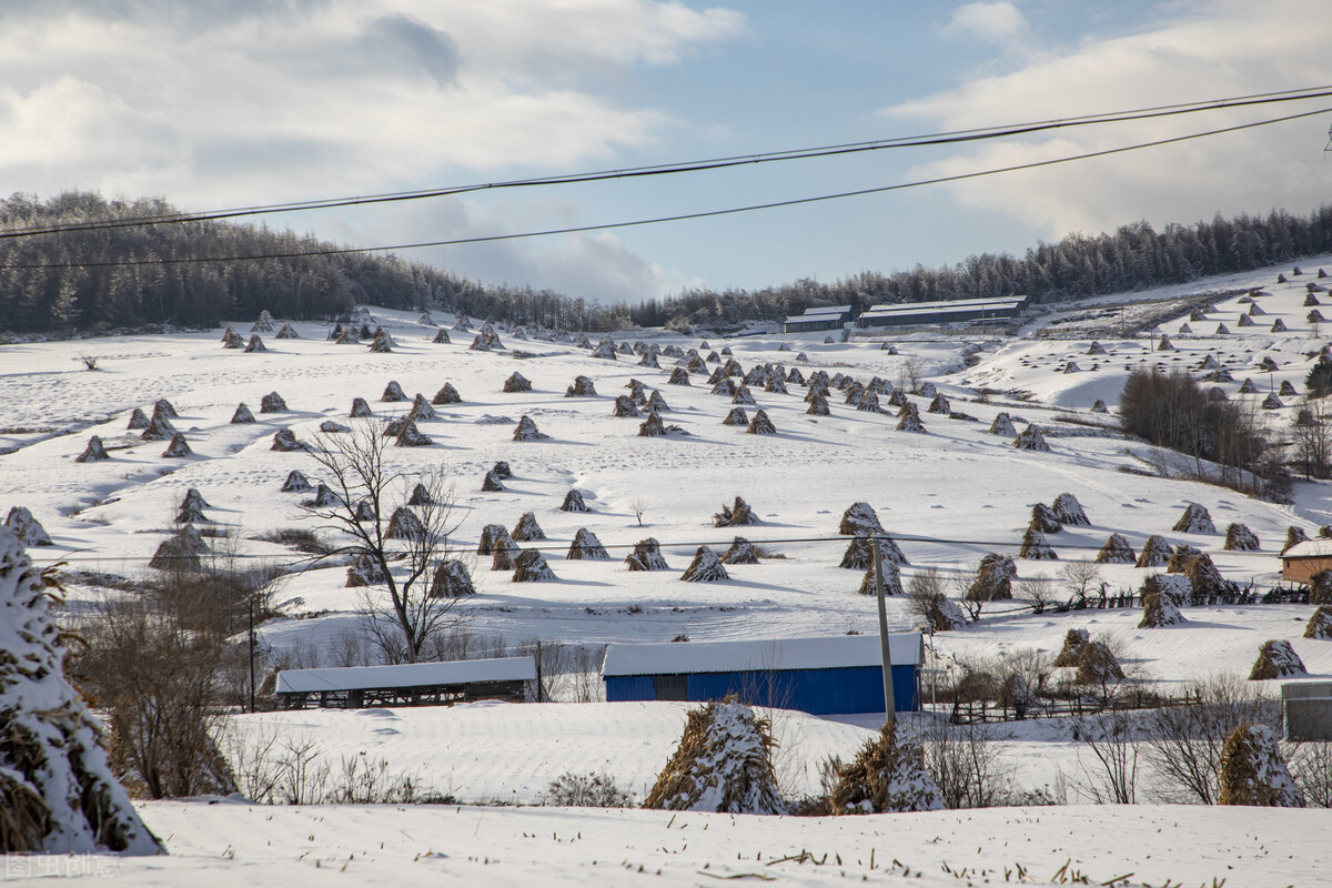 冬天羊最怕吃什么？这6样东西，是造成肉羊生病或死亡的“元凶”