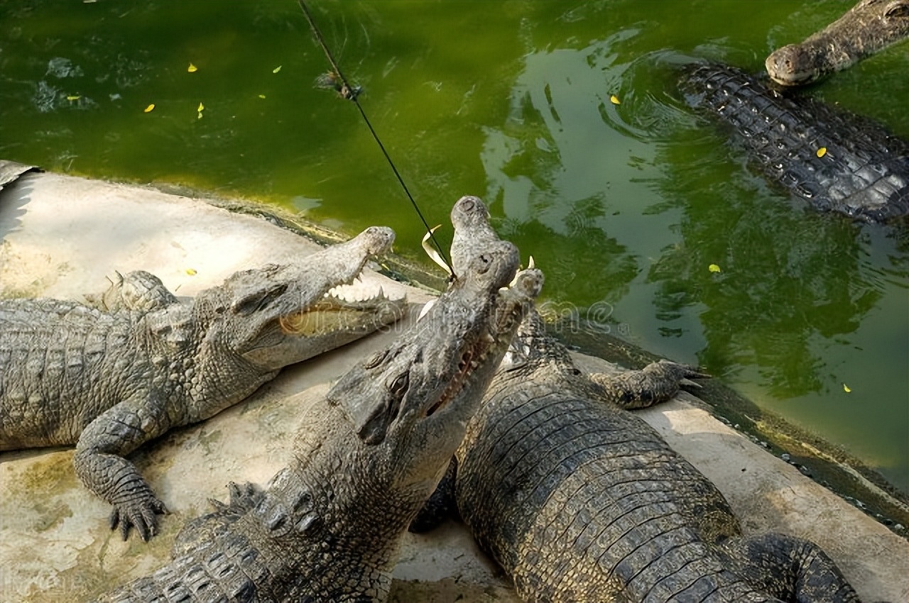 鳄鱼养殖需要办证吗,人工养殖的鳄鱼视频