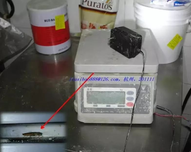 蟑螂怎么正确消灭最彻底非广告,蟑螂怎么正确消灭最彻底不看广告