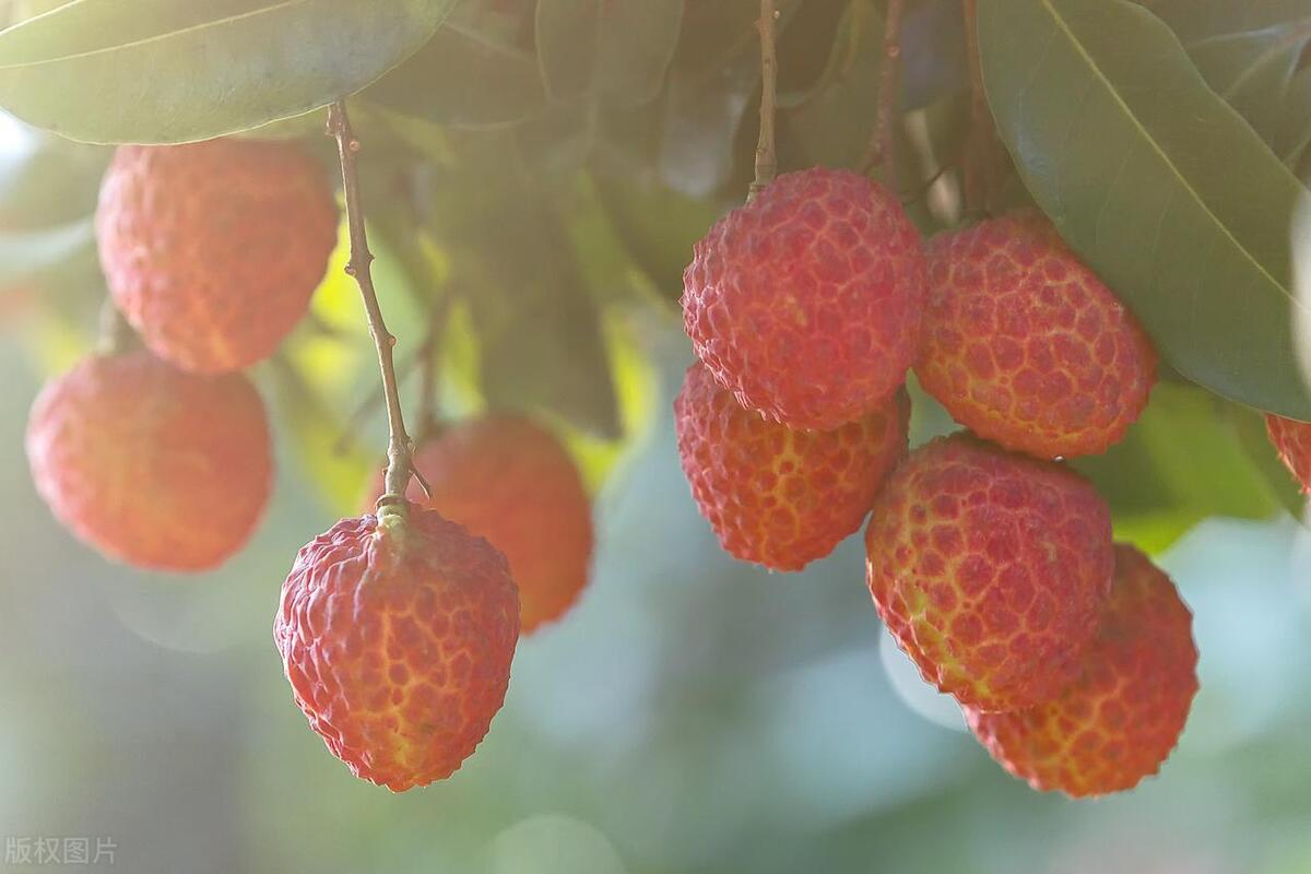东莞美食和地标简介及特点,东莞的美食历史文化