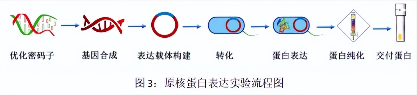 原核表达重组蛋白原理,高中原核蛋白翻译过程