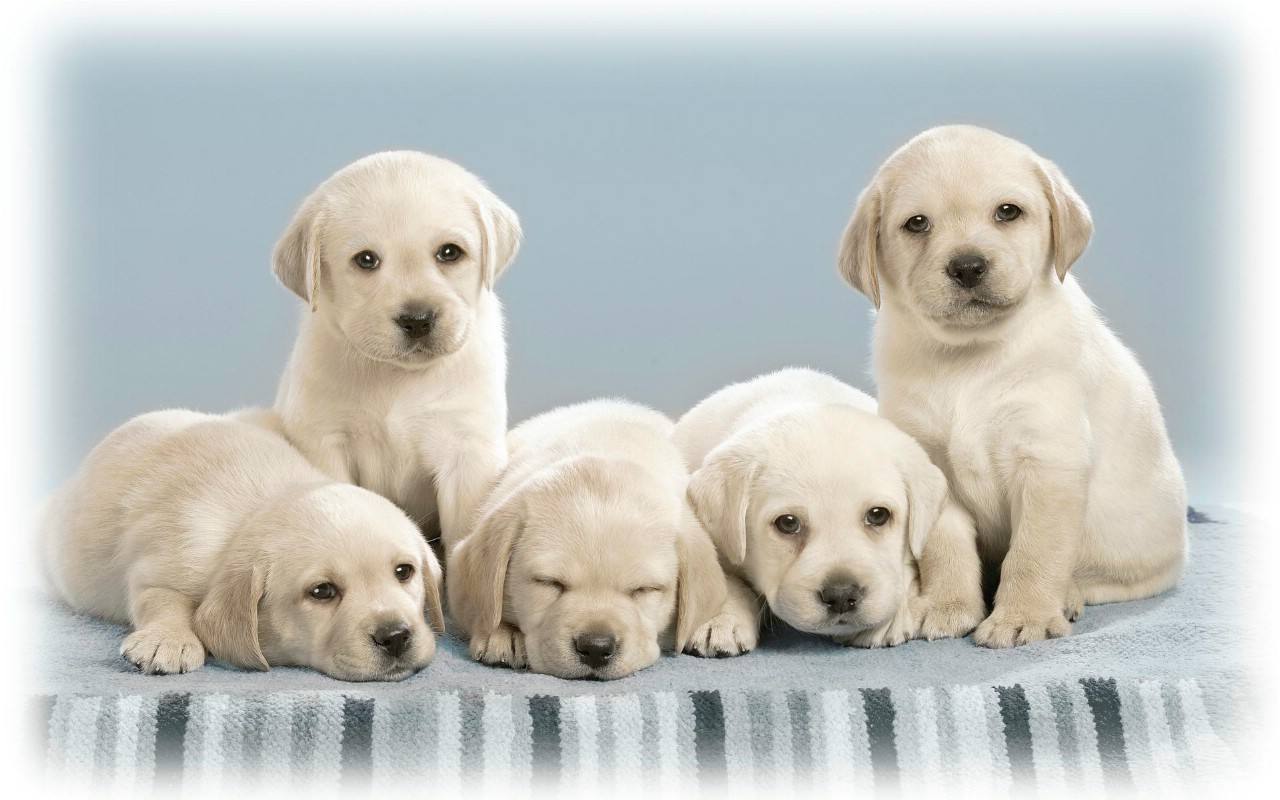 狗狗吃了东西就吐是什么原因,狗狗总干呕又吐不出东西怎么办