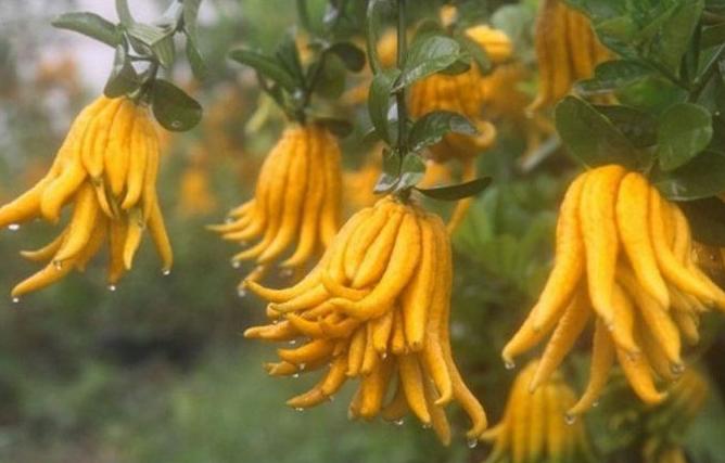 净化空气的六种绿植家庭必备,常见的室内净化空气的花草有哪些