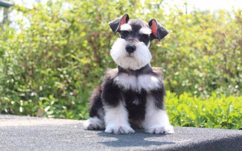 六种最常见的狗狗图片和名字,12种超惹人喜爱的狗狗你认识几种