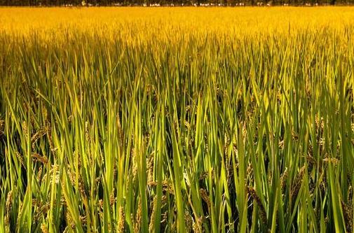 男子养殖螃蟹,男子养4个龙虾致富