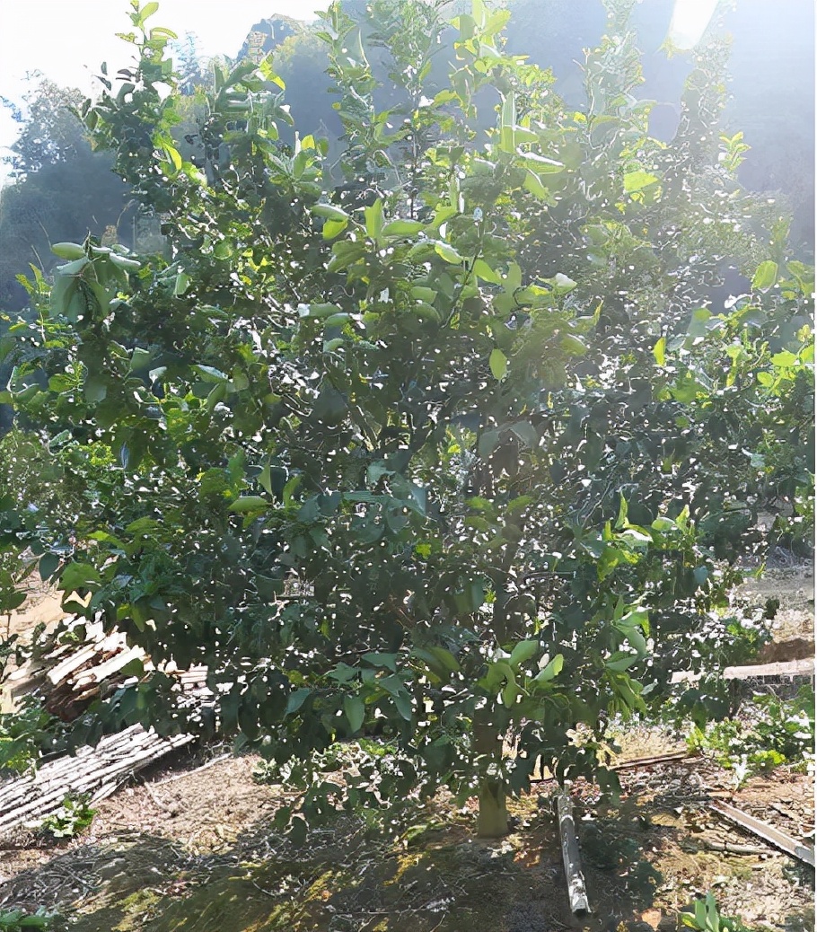 柑橘树夏梢怎么剪,柑橘采果后冬剪怎么剪法