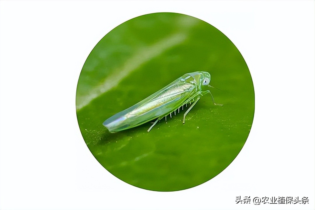 昆虫和害虫种类,昆虫和害虫的分类