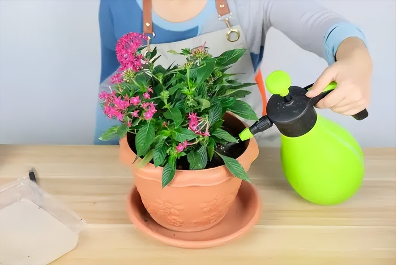 用啤酒浇花容易生虫子么,用啤酒浇花适合哪几种花