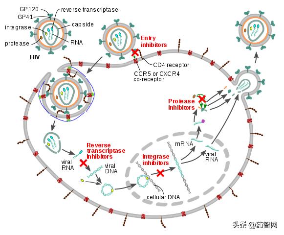 全球hiv药物,2021年全球hiv治愈新药进展情况