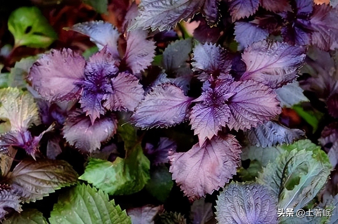 时光的荏苒,时光荏苒中的荏苒和什么有关