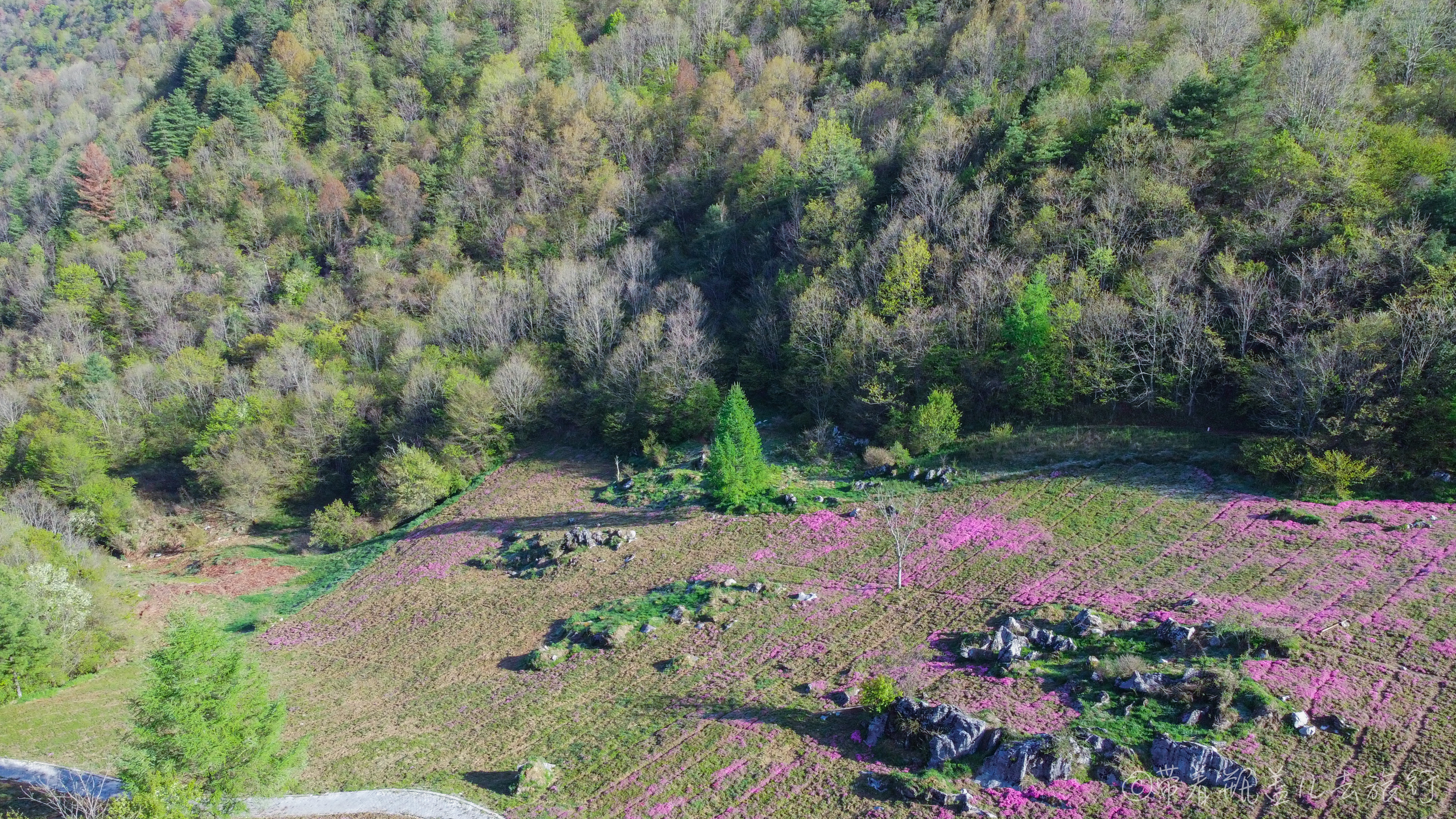 巫溪红叶自驾游,巫溪红池坝云中花海景点讲解