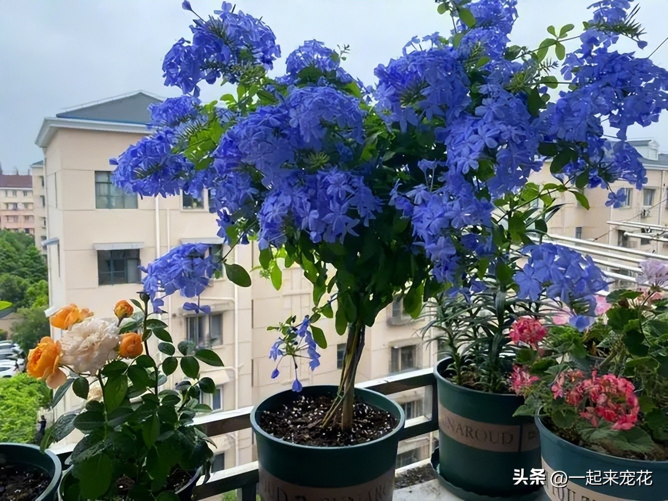 四季最好养的10种花,夏天室外小花园适合种什么花