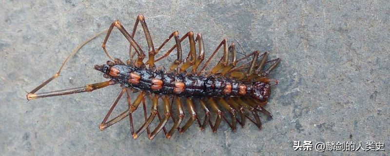 动物界的蚰蜒,动物界星虫动物