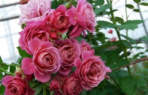 日本月季耐阴品种,日本葵月季适合两广吗