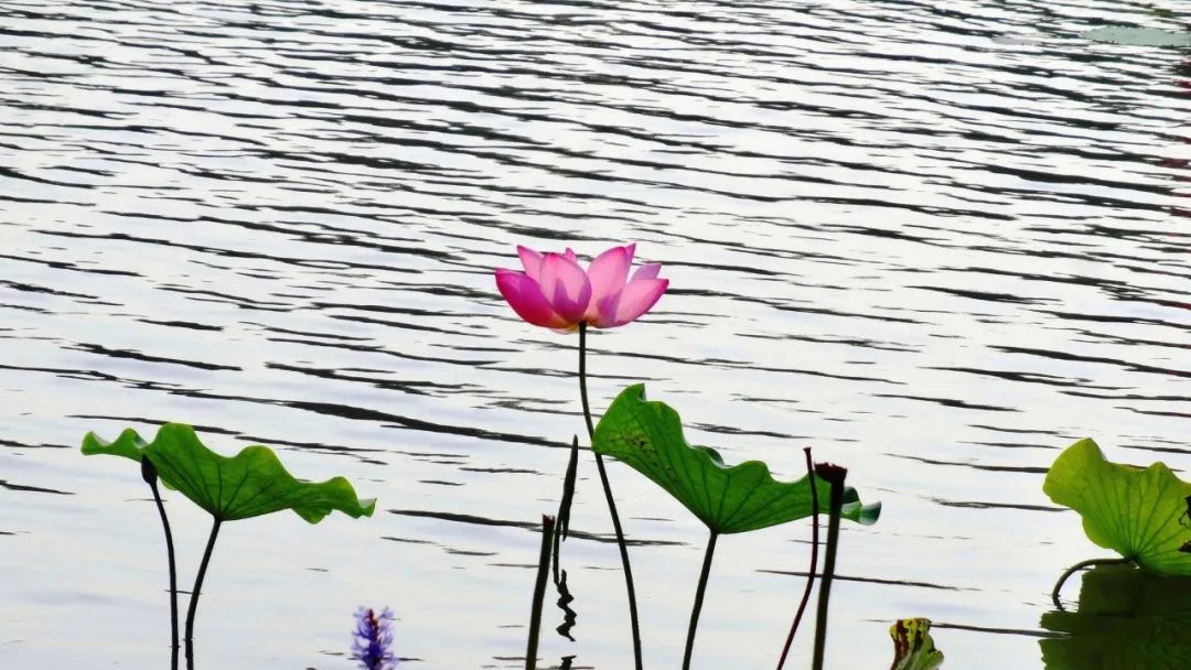 怎么用一句诗词形容天气很热,如何用诗句表达天气热