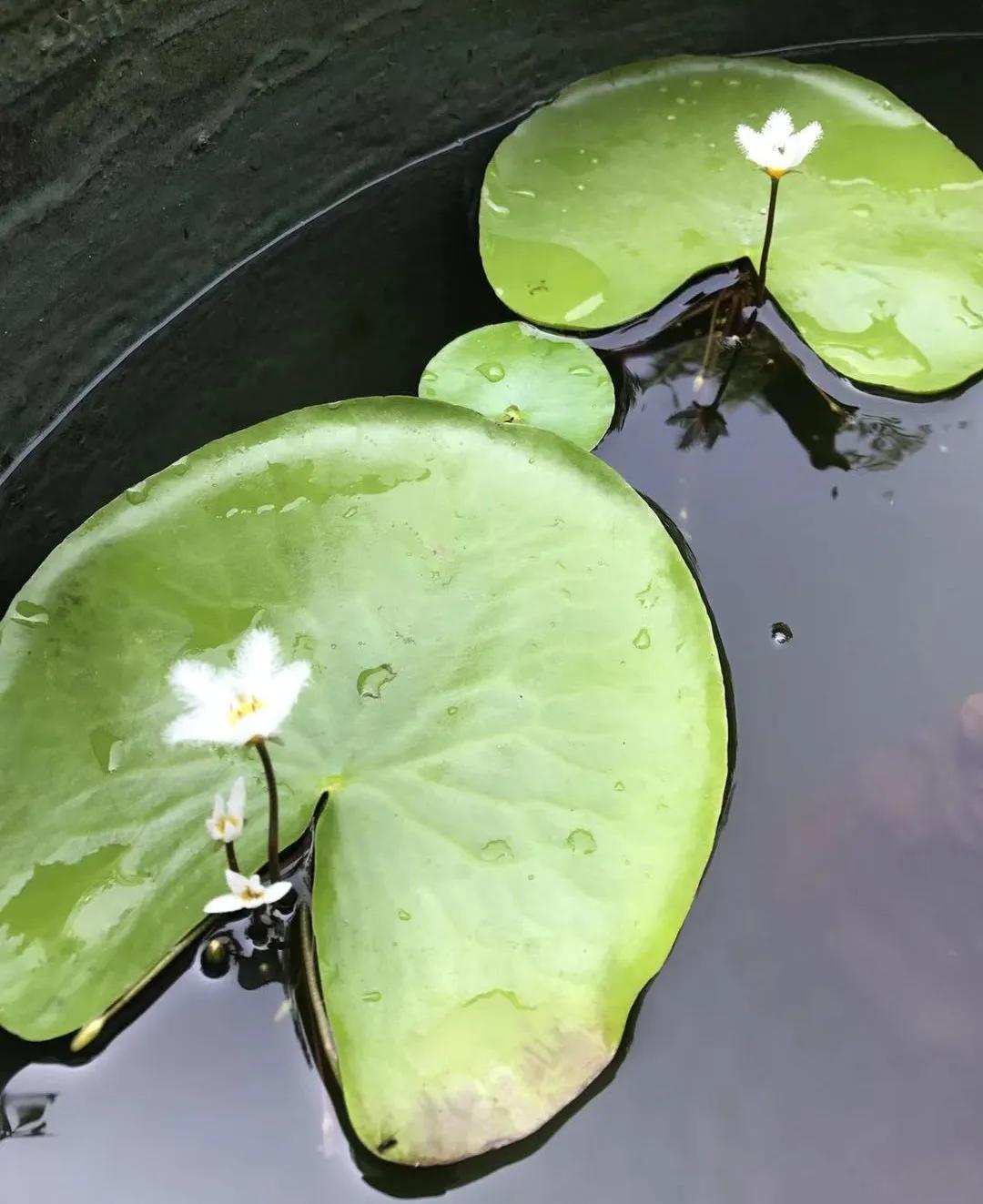 适合新手家养的花卉,适合懒人和养花新人练手的绿植
