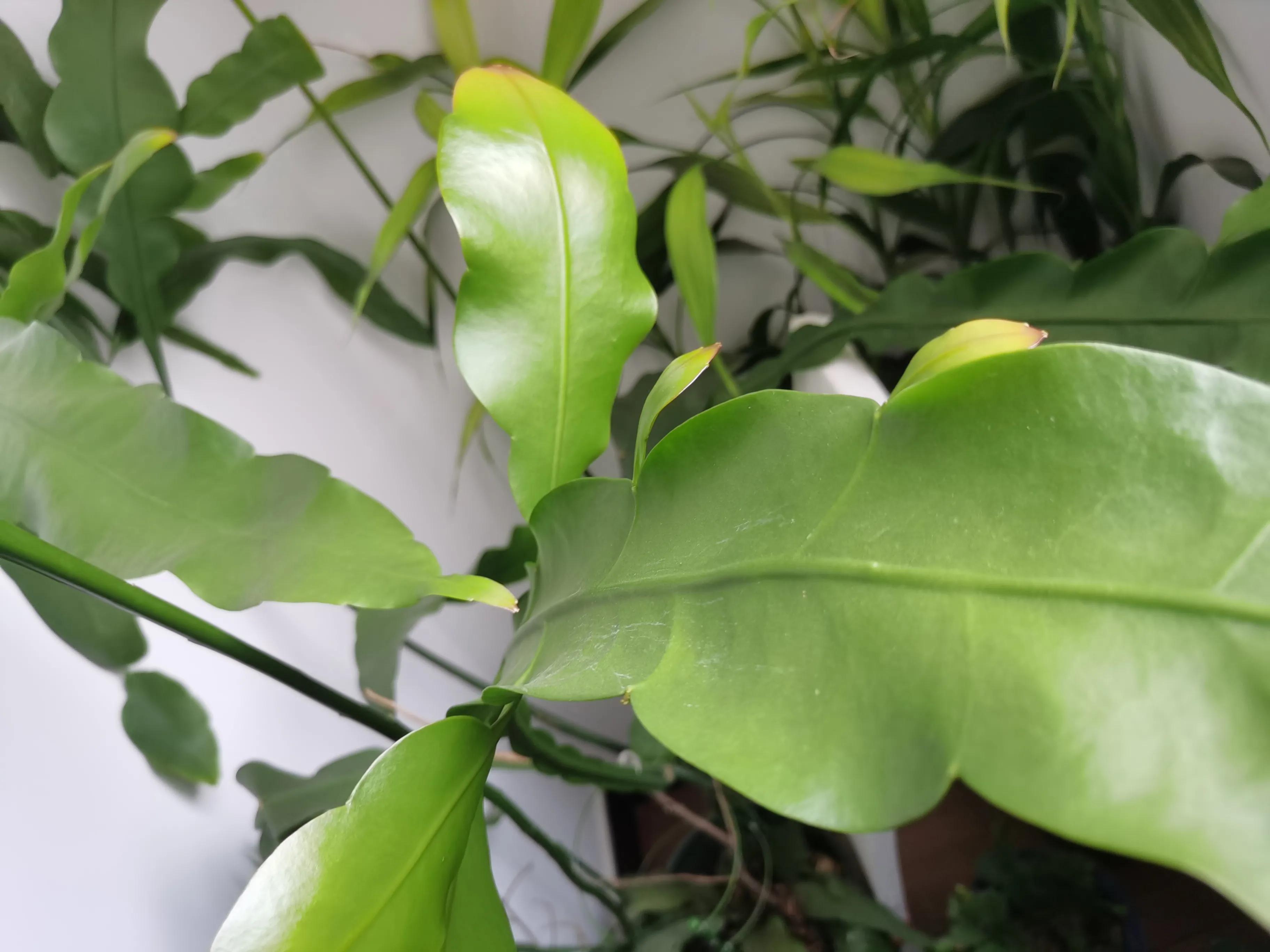 月下美人昙花一现,月下美人昙花苗