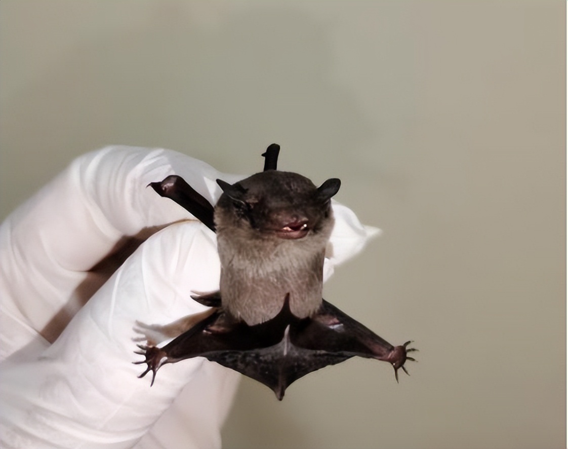 家底大揭秘！深圳究竟有多少“神奇生物”？