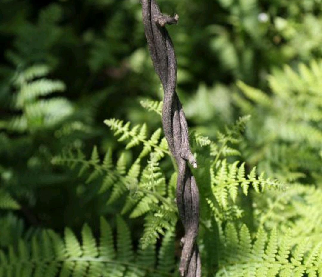 坟后或坟前有树好不好,坟后莫有桃花红是什么意思