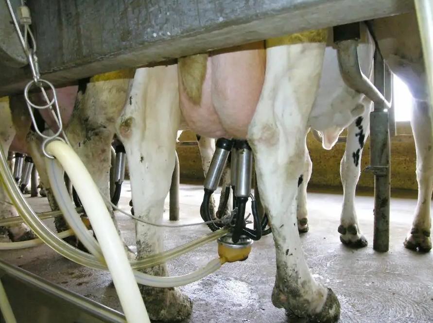 奶牛场的奶牛产奶是不是打激素,奶牛一直产奶是打激素了吗