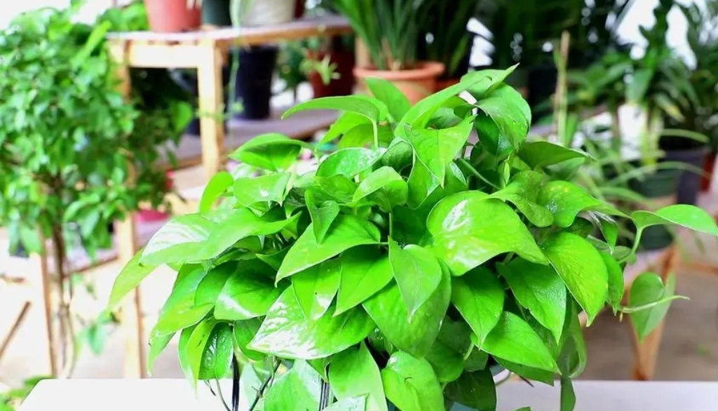 绿萝出现黄叶是什么情况,绿萝有黄叶子是什么原因造成的