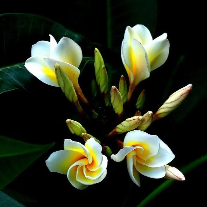 春夏之交，越来越多的花含苞欲放，这一百种娇媚蓓蕾真是美不胜收