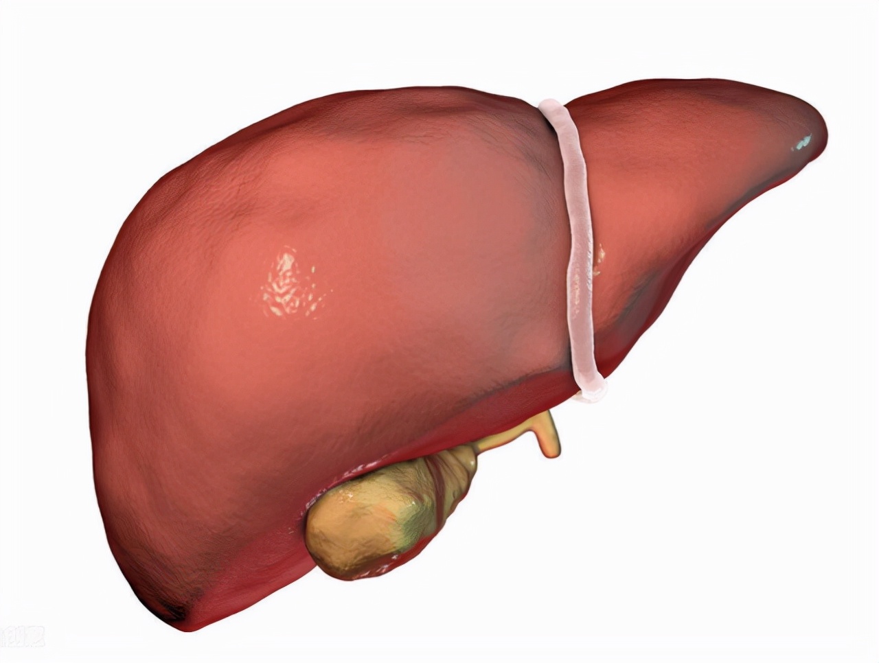 为什么吃了药经常放屁是在排毒吗,经常放屁是排毒要警惕这四种原因