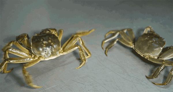 死螃蟹放冰箱7天能吃吗,死螃蟹高温处理能吃吗