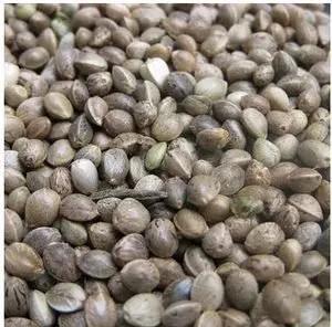 麻籽是五谷之一吗,麻子是不是主食