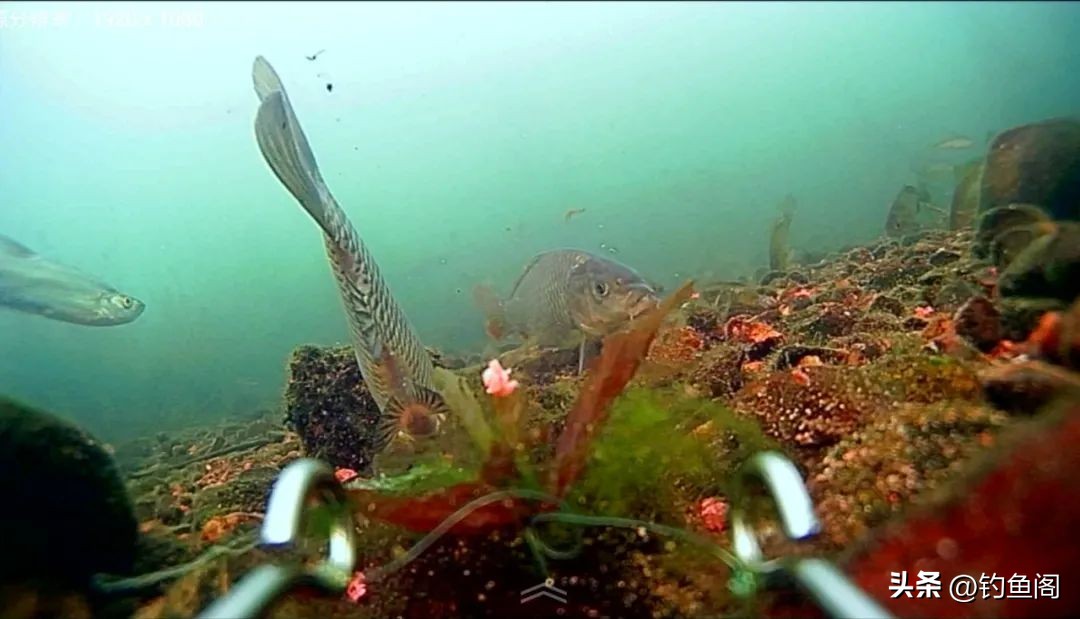 总是顶漂却没有中鱼是怎么回事,有漂相提竿不中鱼什么原因