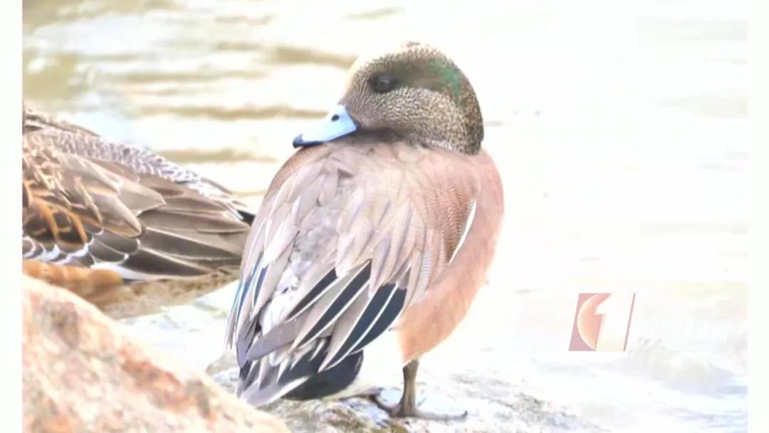 全国罕见！深圳湾公园引起轰动，只为一只鸭