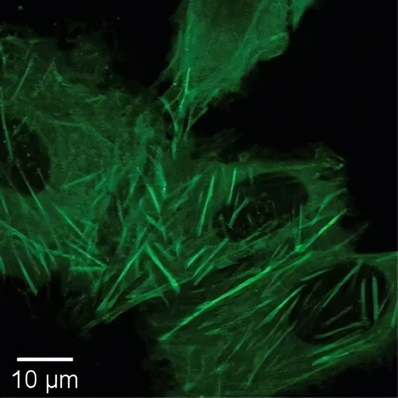 crispr蛋白质,crispr最新成果