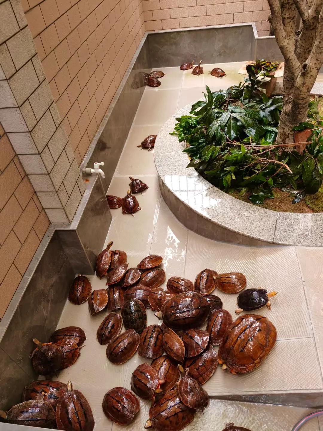 三线金钱龟幼苗价格,海南小金钱龟50克价格